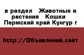  в раздел : Животные и растения » Кошки . Пермский край,Кунгур г.